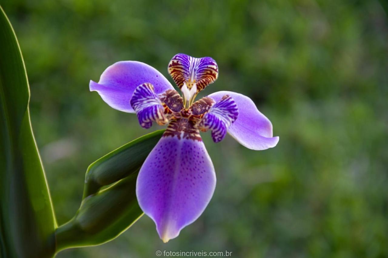 Pousada Natureza Divina Paraty Bagian luar foto